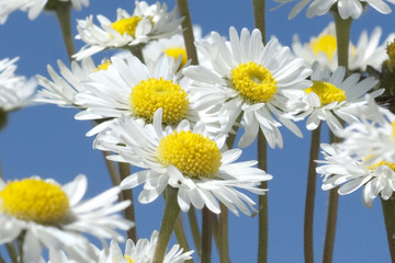 Obraz premium Gaensebluemchen; Bellis; Perennis