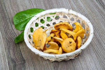 Chanterelle