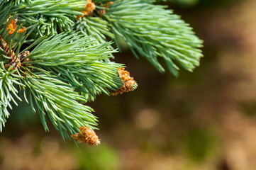 young pine branch