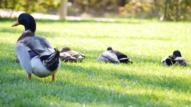 patos tumbados sim&eacute;tricos y pato grande cruza por delante