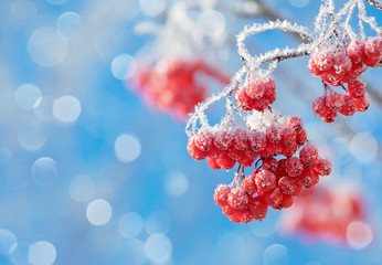 Mountain ash clusters in hoarfrost against the blue sky