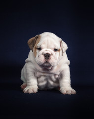 Fototapeta premium ENGLISH Bulldog puppy on dark background