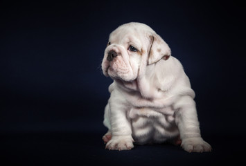 ENGLISH Bulldog puppy on dark background