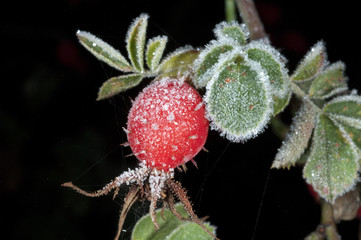 Hagebutten; Rauhreif; raureif; beeren