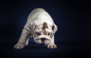 Fototapeta na wymiar ENGLISH Bulldog puppy on dark background