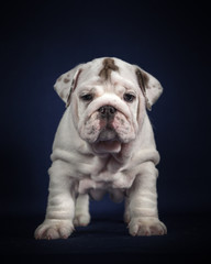 ENGLISH Bulldog puppy on dark background