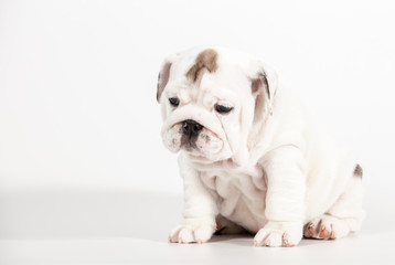 ENGLISH Bulldog puppy on white background