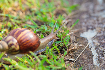 Snail Thailand.
