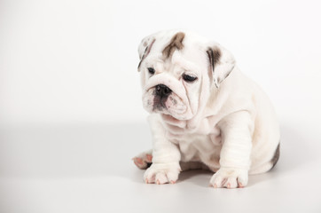 ENGLISH Bulldog puppy on white background