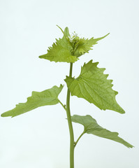 Knoblauchsrauke; Alliaria petiolata