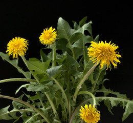 Loewenzahn; Loewenzahnbluete, Taraxacum;