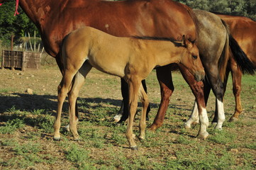 Obraz premium Mare and her foal