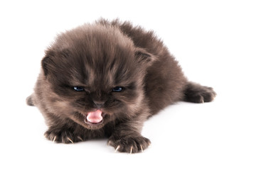Cucciolo di gatto persiano isolato su sfondo bianco