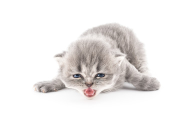 Cucciolo di gatto persiano isolato su sfondo bianco