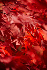 Red autumn foliage