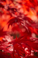 Red autumn foliage