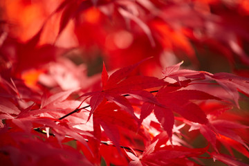 Red autumn foliage