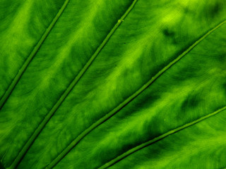 Beautiful backlit leaf