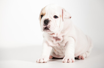 ENGLISH Bulldog puppy on white background