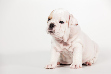 ENGLISH Bulldog puppy on white background