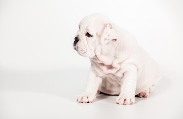 ENGLISH Bulldog puppy on white background