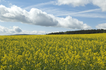 Obraz premium Rapsfeld, fruehling