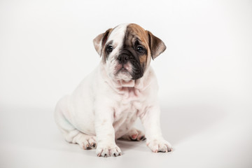 ENGLISH Bulldog puppy on white background