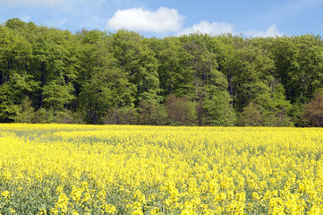 Obraz premium Rapsfeld, fruehling