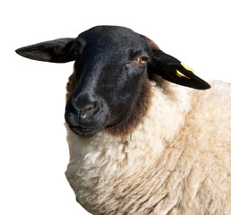 Obraz premium Rhoenschaf, Arche-Hof, Bedrohte