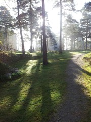 Sunligt through forest in the early morning