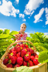 Girl picking strawberries