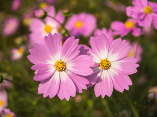 コスモス