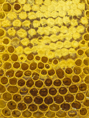 Honeycomb with honey