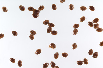 Varroamilbe, Varroa, destructor