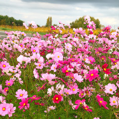 Jachère fleurie de cosmos © hcast