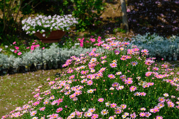 Park in Spring,  Flower Beds