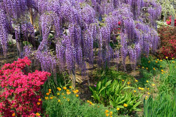 Obraz premium Wisteria flowers