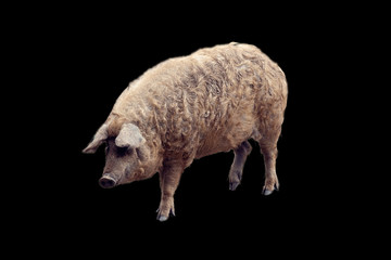 Wollschwein, Mangalica