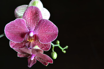 Bright purple orchid with drops of water on a dark background
