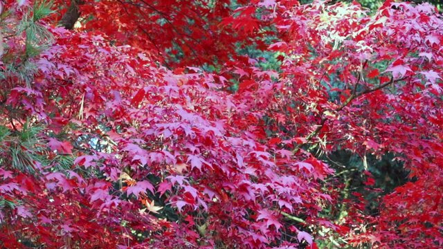 Leaves of red japanese maple are moving in the breeze.