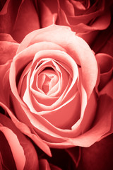 Beautiful natural roses for example for postcard, calendar or ot