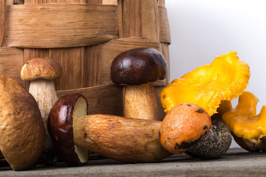 Different kinds of fresh wild autumn mushrooms