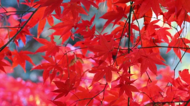 Closeup view of leaves of red japanese maple are moving in the breeze.
