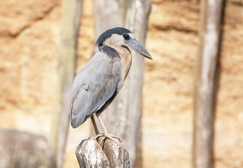 Savacou huppé en gros plan