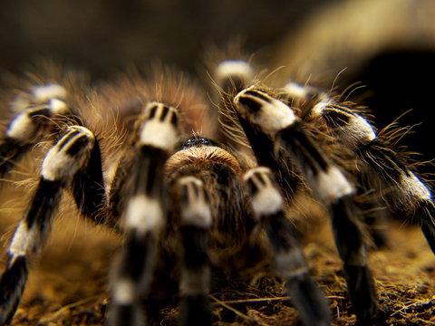 Acanthoscurria geniculata