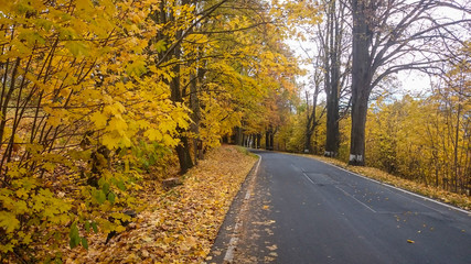 Autumn scene with road in forest with colorful foliage