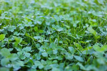 Clover field. Sunny day after the rain