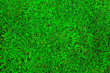 Green greass texture