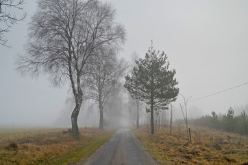 Fototapeta na wymiar Droga na wsi w mglisty, jesienny poranek