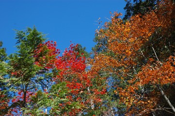 木曽の紅葉